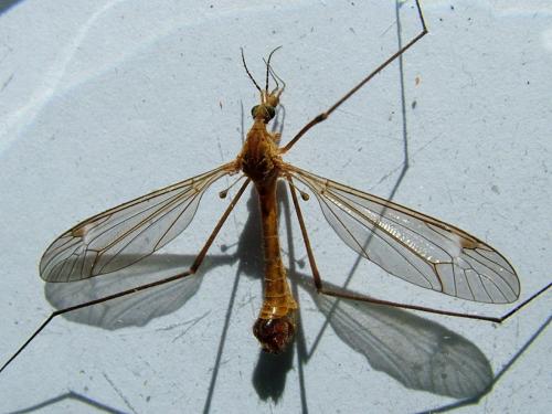 Tipula bezzii